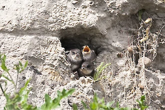 Uferschwalbe (Riparia riparia)