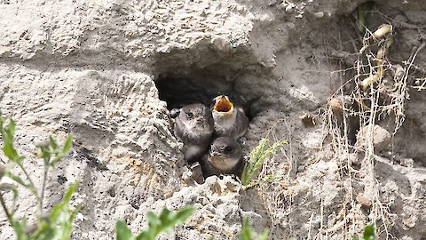 Sand martin (Riparia riparia)