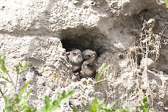 Uferschwalbe (Riparia riparia)