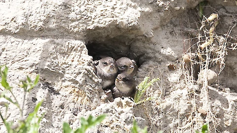 Sand martin (Riparia riparia)