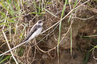 Uferschwalbe (Riparia riparia)
