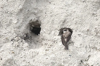 Uferschwalbe (Riparia riparia)