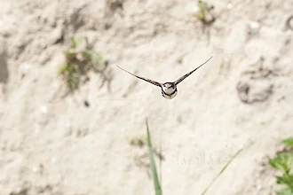 Uferschwalbe (Riparia riparia)