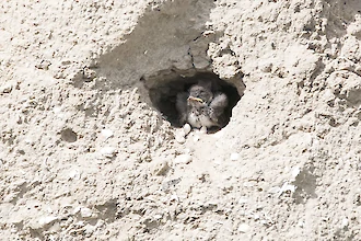 Uferschwalbe (Riparia riparia)