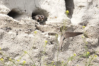 Uferschwalbe (Riparia riparia)