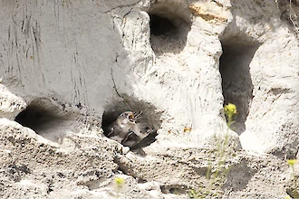 Uferschwalbe (Riparia riparia)