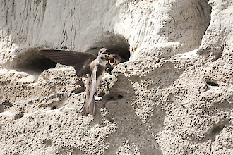 Uferschwalbe (Riparia riparia)