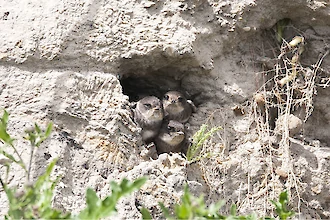 Uferschwalbe (Riparia riparia)