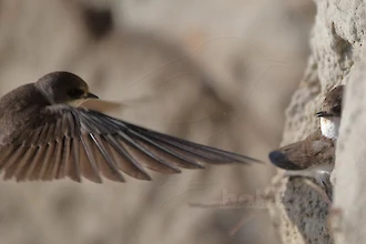 Uferschwalbe (Riapria riparia)