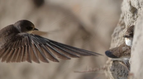 Swallows