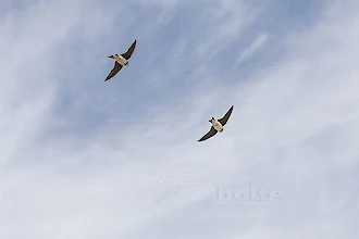 Uferschwalbe (Riparia riparia)