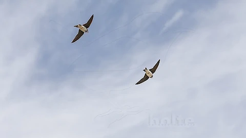 Sand martin (Riparia riparia)