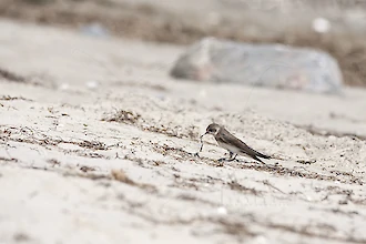 Uferschwalbe (Riparia riparia)