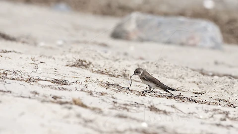 Sand martin (Riparia riparia)