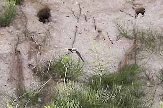 Uferschwalbe (Riparia riparia)