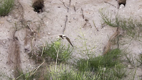 Sand martin (Riparia riparia)
