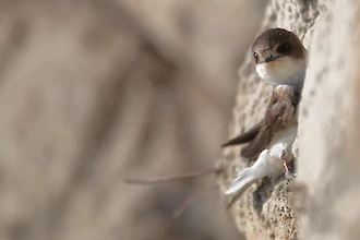 Uferschwalbe (Riapria riparia)
