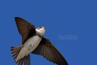 Uferschwalbe (Riapria riparia)