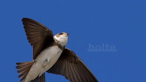 Sand martin (Riapria riparia)