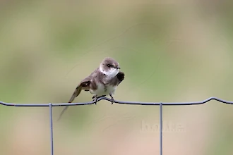 Uferschwalbe (Riparia riparia)