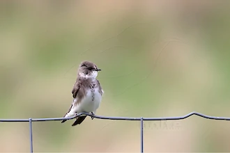 Uferschwalbe (Riparia riparia)