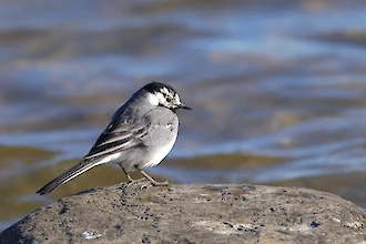White wagtail (Motacilla alba)