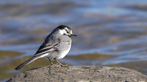 Bachstelze (Motacilla alba)