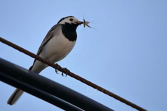 White wagtail (Motacilla alba)