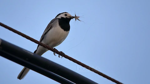 Bachstelze (Motacilla alba)
