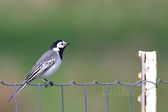 White wagtail (Motacilla alba)