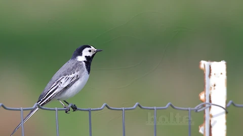Bachstelze (Motacilla alba)
