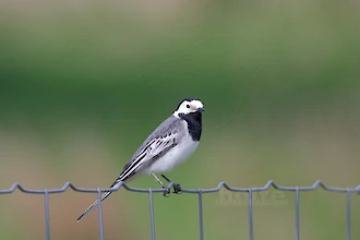 White wagtail (Motacilla alba)