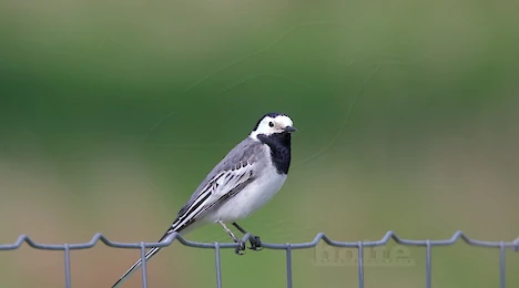 Pipits & wagtails