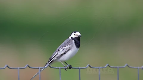 Bachstelze (Motacilla alba)