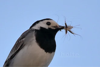 White wagtail (Motacilla alba)