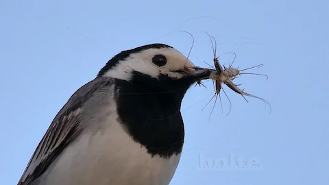 Bachstelze (Motacilla alba)