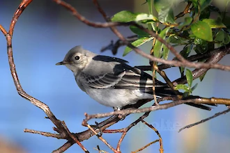 White wagtail (Motacilla alba)
