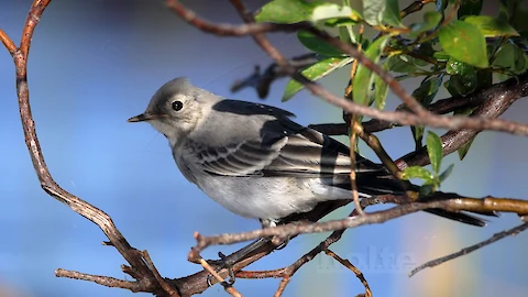 Bachstelze (Motacilla alba)