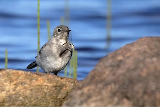 White wagtail (Motacilla alba)