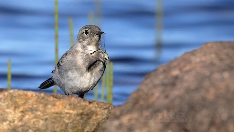 Bachstelze (Motacilla alba)