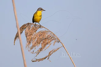Western yellow wagtail (Motacilla flava)