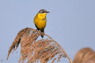 Western yellow wagtail (Motacilla flava)