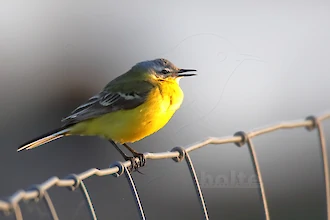 Yellow wagtail (Motacilla flava)