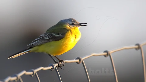 Wiesenschafstelze (Motacilla flava)