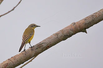 Yellow wagtail (Motacilla flava)