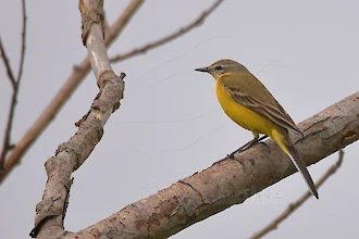 Yellow wagtail (Motacilla flava)