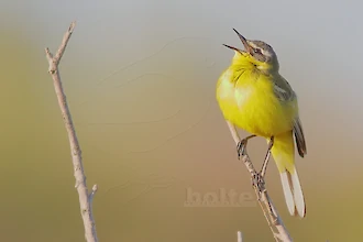 Western yellow wagtail (Motacilla flava)
