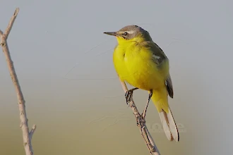 Western yellow wagtail (Motacilla flava)