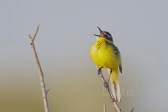 Western yellow wagtail (Motacilla flava)