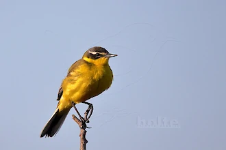 Western yellow wagtail (Motacilla flava)